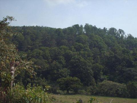 bosque1
