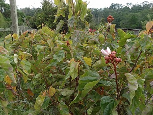 Achiote2