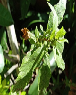 Epazote