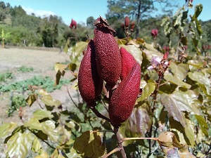 Frutoachiote