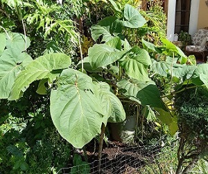 Juniapajardin