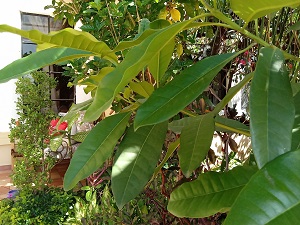 Pimientagorda