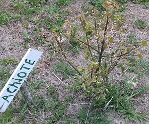 achiote