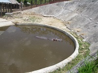 caiman