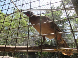 chachalaca