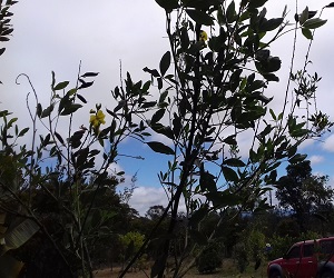 chipilin