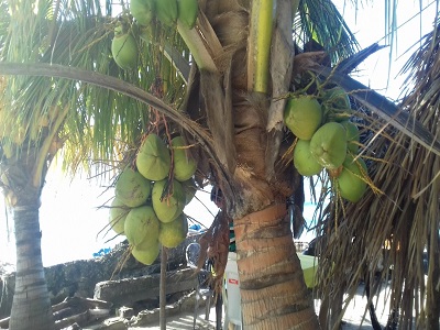 cocotero