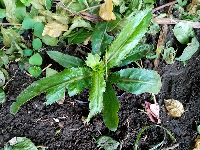 culantro2