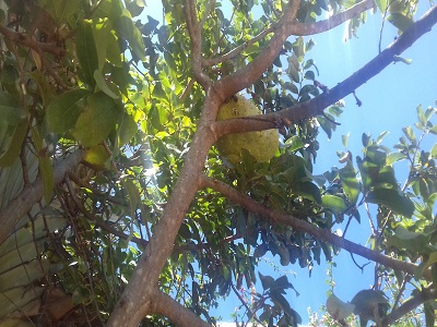 guanabana