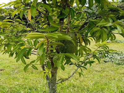 guanabana2