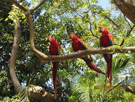guaras