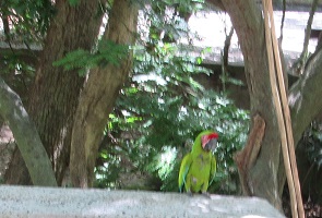 guaraverde