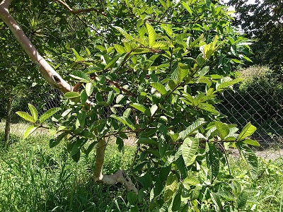 guayabo_cerco