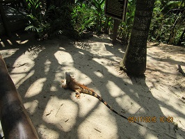 iguana