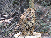 jaguar
