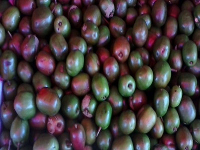 jocotestronadores