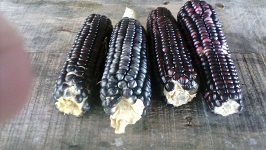 maizmorado