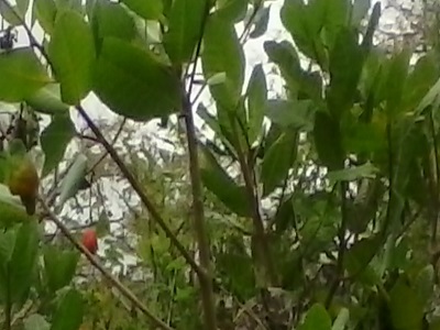 maranon2