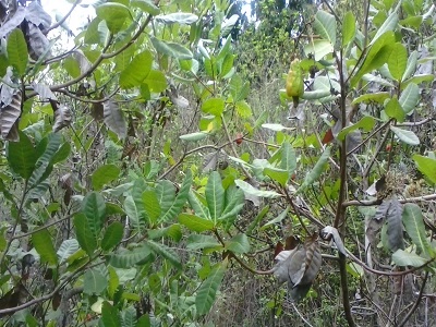 maranon3