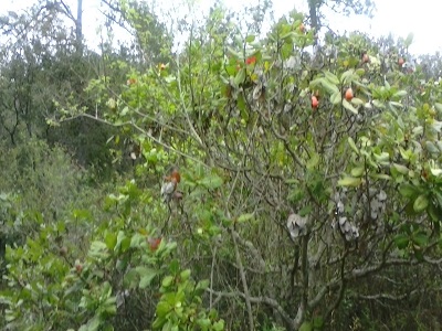 maranon4