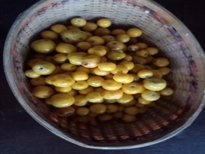 aguacates