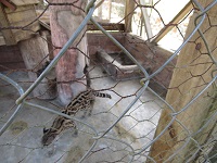 ocelote