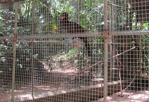 pajuil