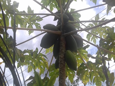 papaya
