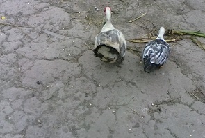 patos