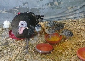 pavitos