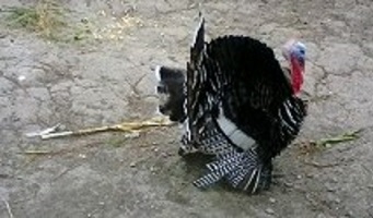 pavo