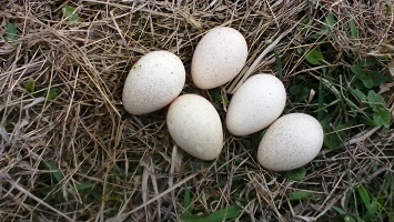 pavoshuevo