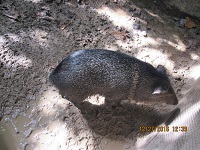 pecari