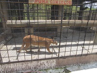 puma