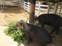 tapir