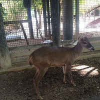 venado