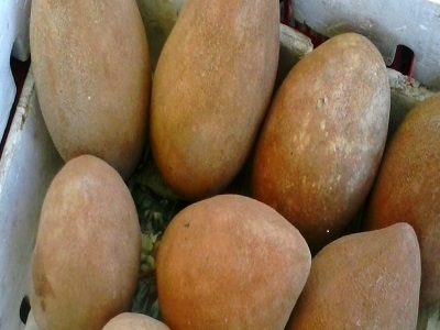 zapotes
